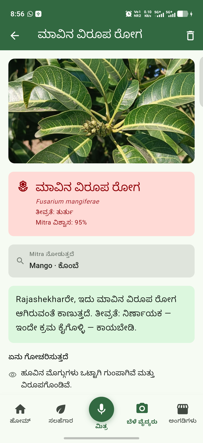 ರೋಗಗ್ರಸ್ತ ಸಸ್ಯದ ಫೋಟೋ ತೆಗೆಯಿರಿ — ರೋಗ ಮತ್ತು ಚಿಕಿತ್ಸೆ