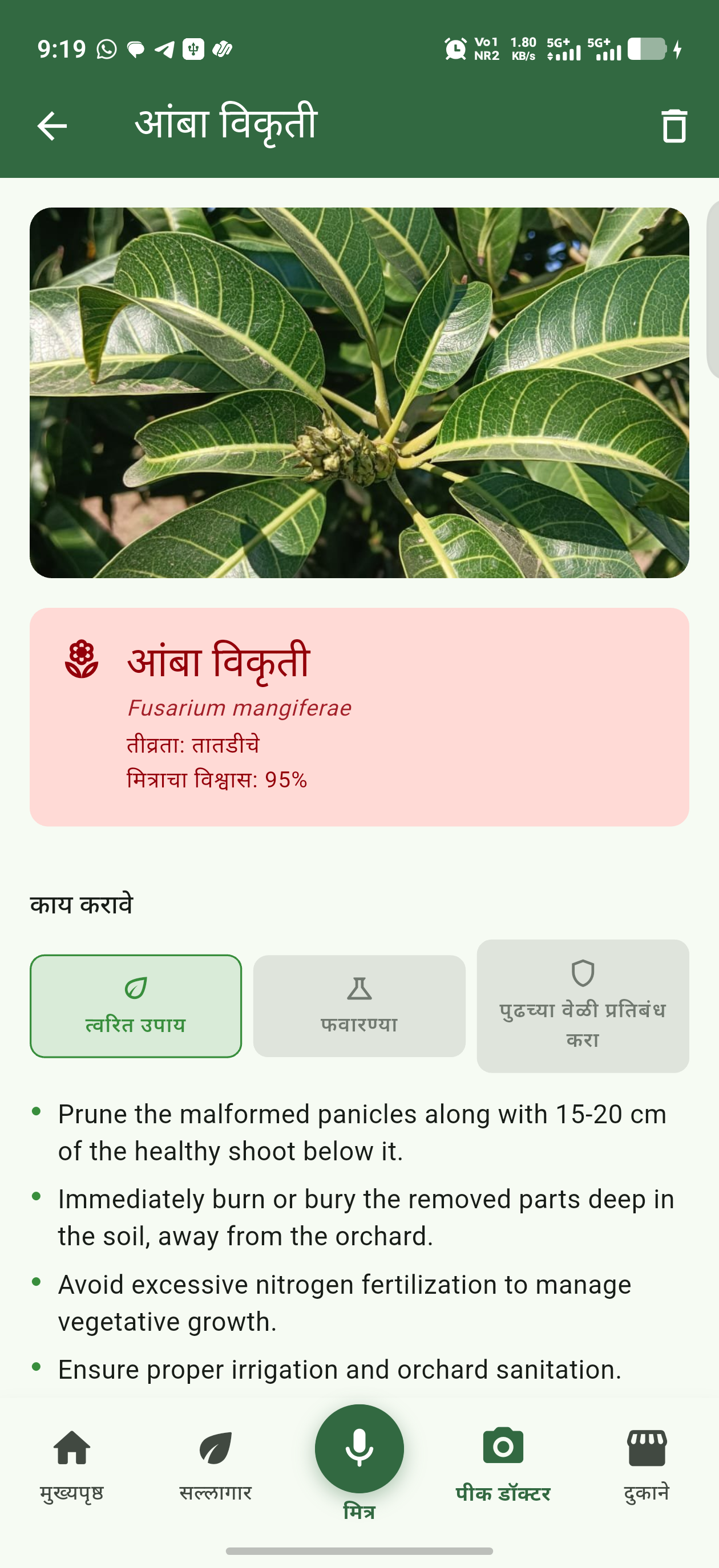 आजारी पिकाचा फोटो काढा — रोग आणि उपाय मिळवा