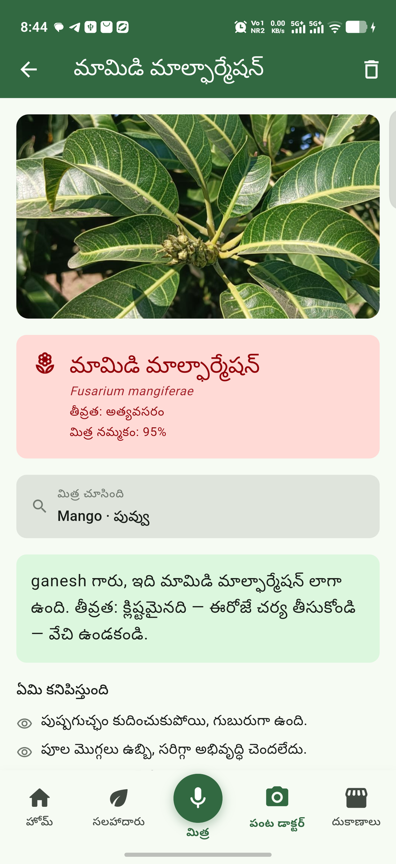 వ్యాధిగ్రస్త మొక్క ఫోటో తీయండి — వ్యాధి, చికిత్స
